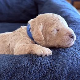 Light Blue - Cream male Goldendoodle puppy in Mount Pleasant, Utah from Betty's Goldendoodles