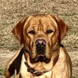 Jake - Labrador Retriever