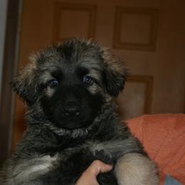 Shiloh Shepherd Puppies from Solace Shilohs