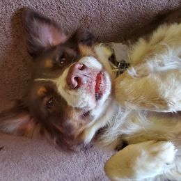 Ginny  - Australian Shepherd
