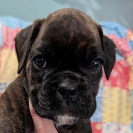 Agi - Brindle female Boxer puppy in Campbellsville, Kentucky from Bellbox German Boxers