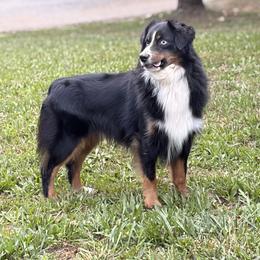 Timber - Miniature American Shepherd