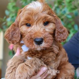 Bass - Red  male Goldendoodle puppy in Salado, Texas from Red Ranch Dogs