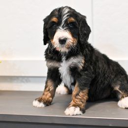 Bernedoodle and Goldendoodle Puppies from Sun Valley Goldendoodles