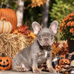 Peaches - French Bulldog