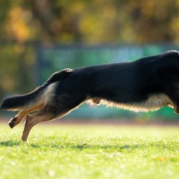 German Shepherds from Alte Baum Kennel