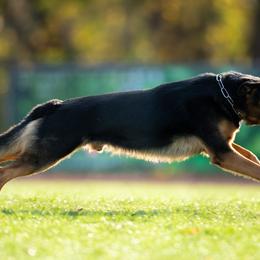 German Shepherds from Alte Baum Kennel