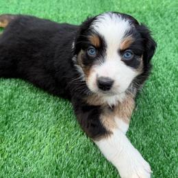 Escape - Black tri female Miniature Australian Shepherd puppy in Lowgap, North Carolina from Ramblin’ Rose Mini's