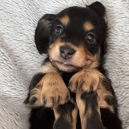 Dachshunds from Ormonde Long Lil’ Doxies