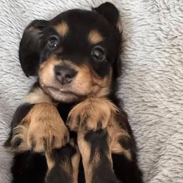 Dachshunds from Ormonde Long Lil’ Doxies