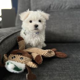 Maltese Puppies from Genice’s Small Wonders
