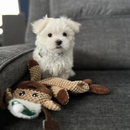 Maltese Puppies from Genice’s Small Wonders