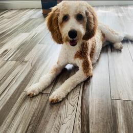 Skylar - Goldendoodle