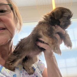 Daisy - Liver female Shih Tzu puppy in Covington, Georgia from Top Hats 2  Shih Tzu’s