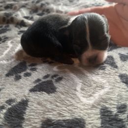 Chihuahua Puppies from Guardian’s of the Chihuahuas