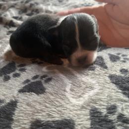 Chihuahua Puppies from Guardian’s of the Chihuahuas