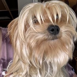 Priya - Yorkshire Terrier