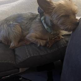 Yorkshire Terrier All Grown Up from Yorkie Love