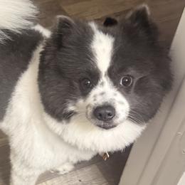 Milo - Pomeranian