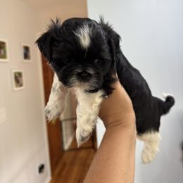 Shih Tzu Puppies from Shihtzu_NC
