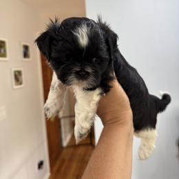 Shih Tzu Puppies from Shihtzu_NC