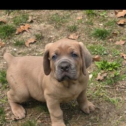 Cane Corso Puppies from Gina Dash