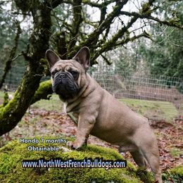 French Bulldog Puppies from 4 Leaf Frenchies