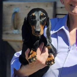 Izzy - Dachshund