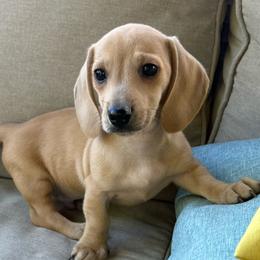 Flurry - Cream male Dachshund puppy in Salem, Oregon from Longdox Mini Dachshunds