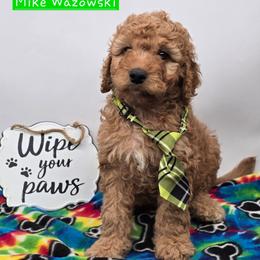 Mike Wazowski - Red  male Goldendoodle puppy in Neillsville, Wisconsin from Granton Creek