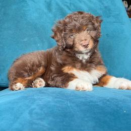 Rumi (pink) - Red tri-color female Aussiedoodle puppy in Watertown, Wisconsin from Little Bear Paws Aussiedoodles
