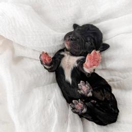 Eclipse - Black male Goldendoodle puppy in Russell Springs, Kentucky from Milk & Honey Doodles