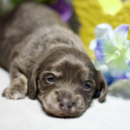 Pollie - Blue and cream male Dachshund puppy in Bellville, Ohio from JK Mini Doxies