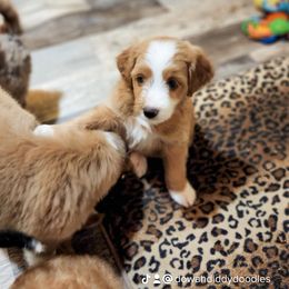 Assorted Doodle Crosses Puppies from Do Wah Diddy Doodles