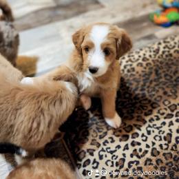 Assorted Doodle Crosses Puppies from Do Wah Diddy Doodles