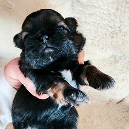 Archie - Black and tan male Shih Tzu puppy in Center Point, Iowa from Puppies in a Box Shih tzus