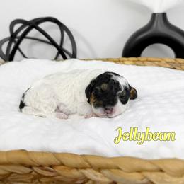 Jellybean - Tri-color male Bernedoodle puppy in Mount Vernon, Missouri from PoodlelyDoodlely