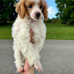 Chanel - Poodle