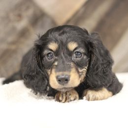 Yoshi - Black and cream male Dachshund puppy in Alto, Texas from Prima Dachshunds