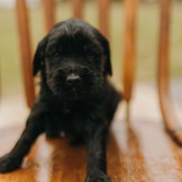 Cash - Grey Collar - Black male Goldendoodle puppy in Newell, Iowa from Front Porch Goldens