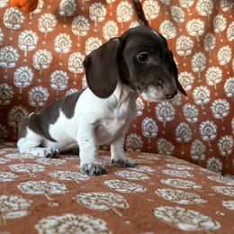Bubbles - Piebald female Dachshund puppy in Temecula, California from Naomi Magee's Dachshund Kennel