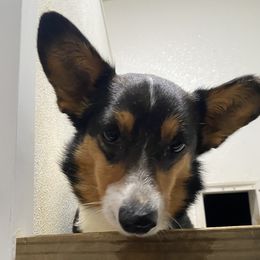 Thelma - Pembroke Welsh Corgi