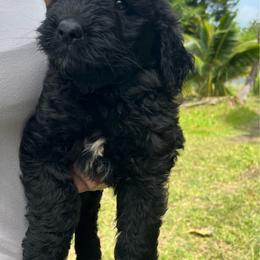 Naranja - Black female Goldendoodle puppy in Willits, California from Big Island Goldendoodles