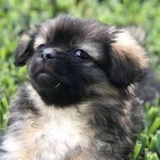 Tibetan Spaniels from Lantana