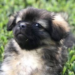 Tibetan Spaniels from Lantana