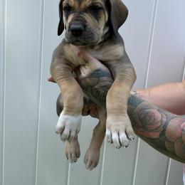 Light blue collar - Fawn female Great Dane puppy in Warren, Ohio from Loyal-Loves Great Danes