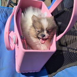 Pomeranian Puppies from Mary's Pomeranians