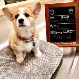 Pembroke Welsh Corgi Puppies from McCall Creek Corgis