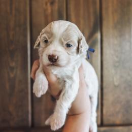 Aspen - female Golden Mountain Doodle puppy in Greenbrier, Arkansas from Tilley's Southern Doodles