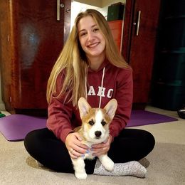 Pembroke Welsh Corgi Puppies from Desert Sage Corgis